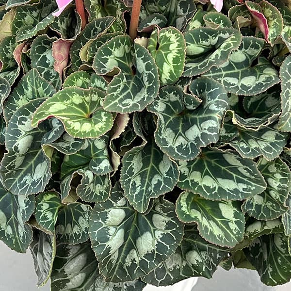 25-04:シクラメン:シューベルト5号鉢植え・佐藤壮真氏