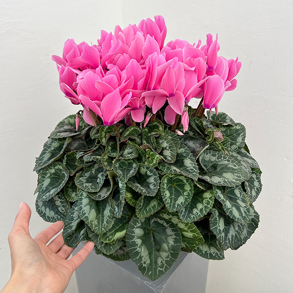 25-06:シクラメン:パステルピンク6号鉢植え・根本雄二氏