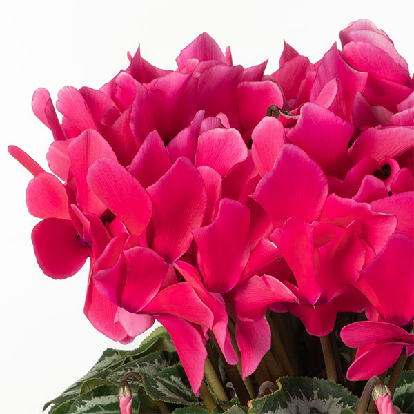 25-06:シクラメン:パステルピンク6号鉢植え・根本雄二氏