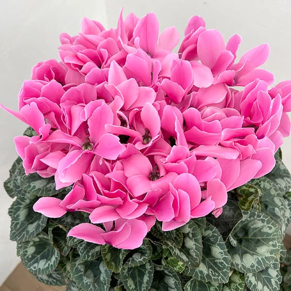 25-06:シクラメン:パステルピンク6号鉢植え・根本雄二氏