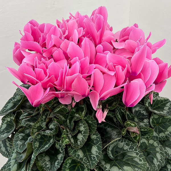 25-06:シクラメン:パステルピンク6号鉢植え・根本雄二氏