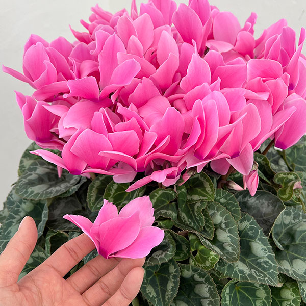 25-06:シクラメン:パステルピンク6号鉢植え・根本雄二氏