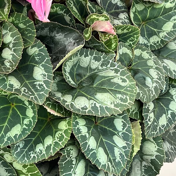 25-06:シクラメン:パステルピンク6号鉢植え・根本雄二氏