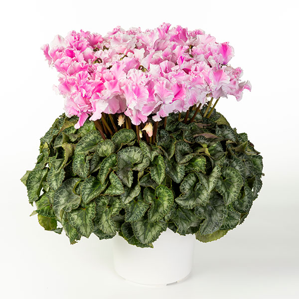 25-07：シクラメン：キャンディーケーン6号鉢植え・石川英司氏