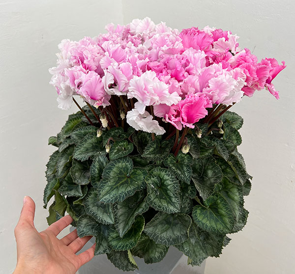 25-07：シクラメン：キャンディーケーン6号鉢植え・石川英司氏