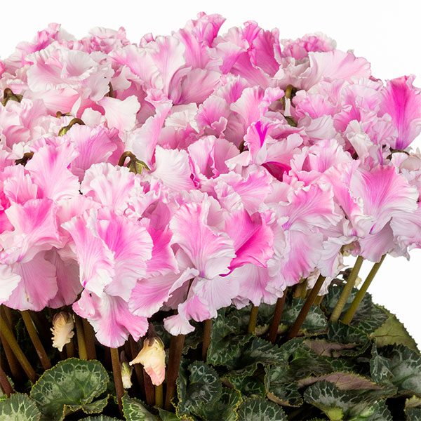 25-07：シクラメン：キャンディーケーン6号鉢植え・石川英司氏