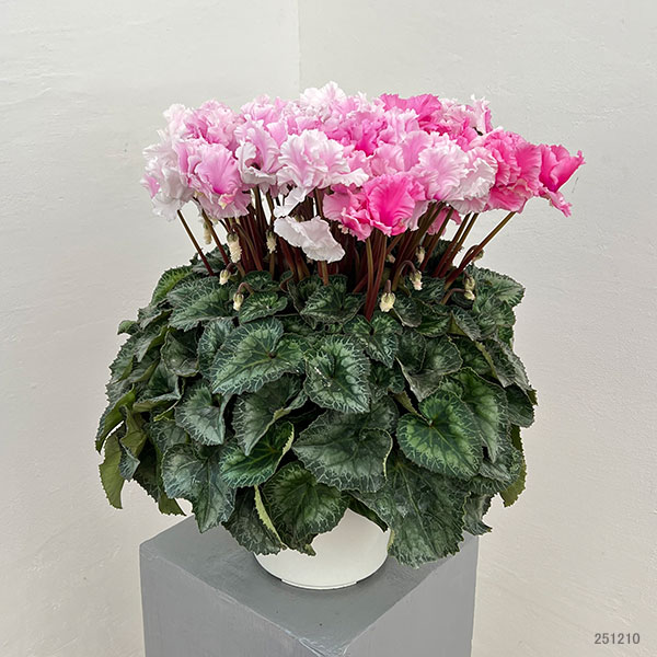 25-07：シクラメン：キャンディーケーン6号鉢植え・石川英司氏