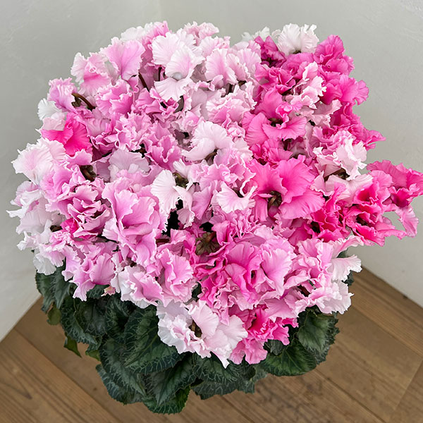 25-07：シクラメン：キャンディーケーン6号鉢植え・石川英司氏