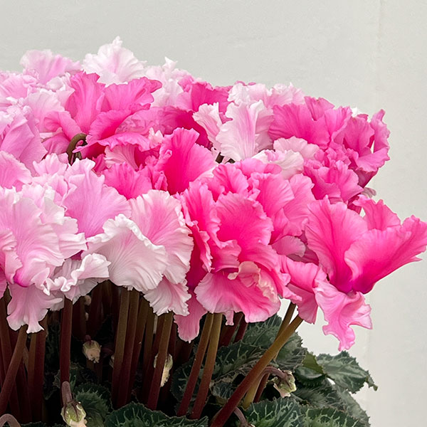 25-07：シクラメン：キャンディーケーン6号鉢植え・石川英司氏