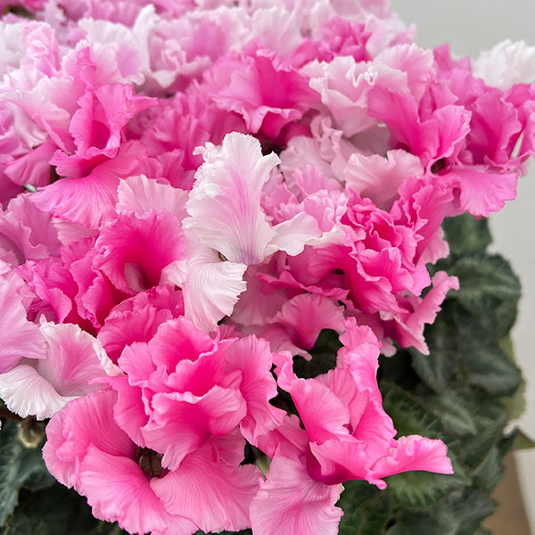 25-07：シクラメン：キャンディーケーン6号鉢植え・石川英司氏