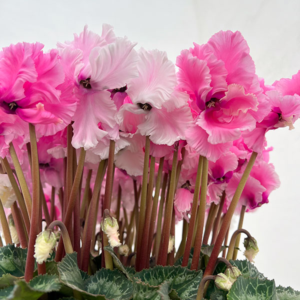 25-07：シクラメン：キャンディーケーン6号鉢植え・石川英司氏