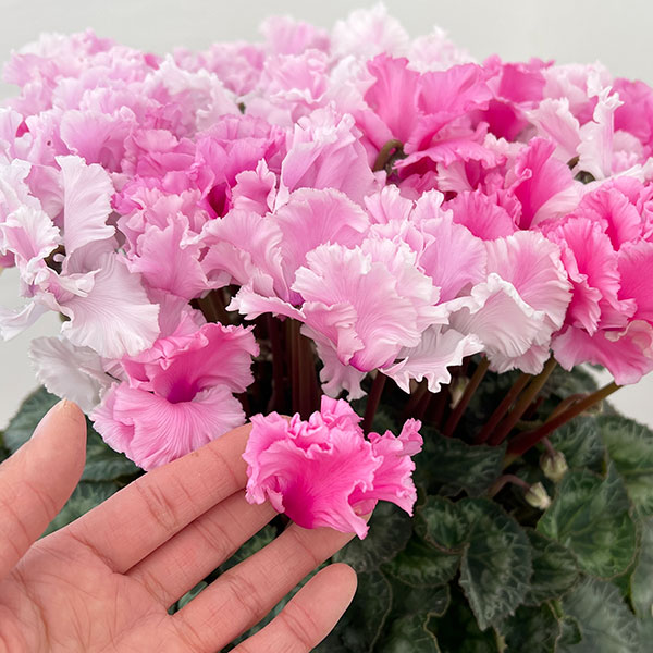 25-07：シクラメン：キャンディーケーン6号鉢植え・石川英司氏