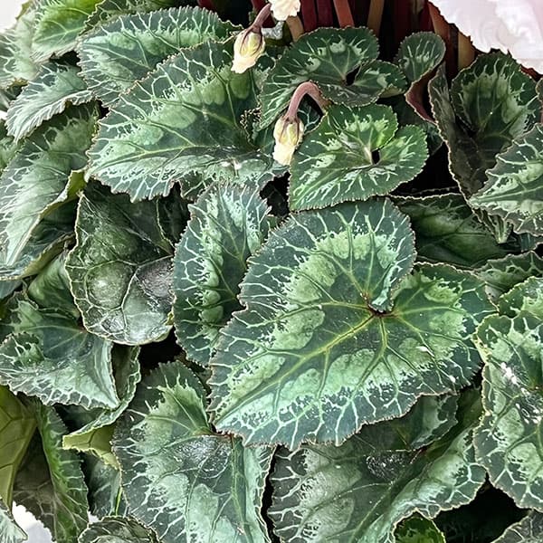 25-07：シクラメン：キャンディーケーン6号鉢植え・石川英司氏