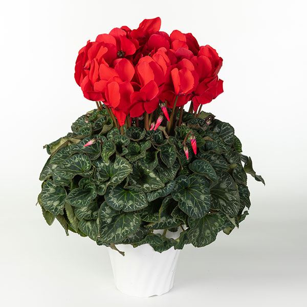 25-08：シクラメン：ヨハンシュトラウス5号鉢植え・佐藤壮真氏