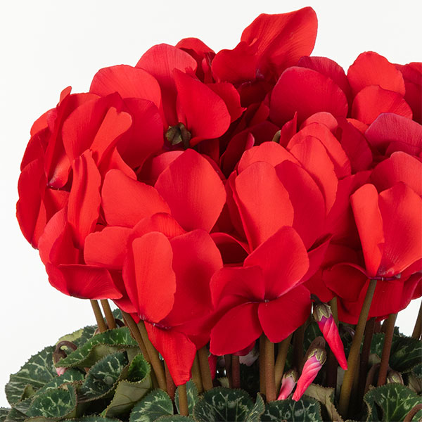 25-08：シクラメン：ヨハンシュトラウス5号鉢植え・佐藤壮真氏