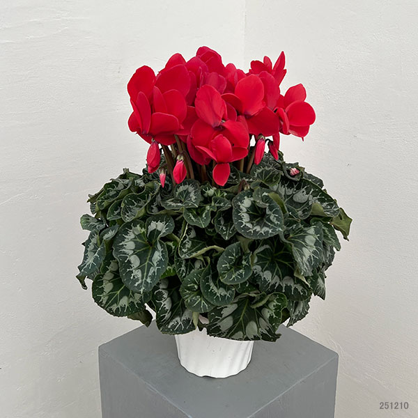 25-08：シクラメン：ヨハンシュトラウス5号鉢植え・佐藤壮真氏