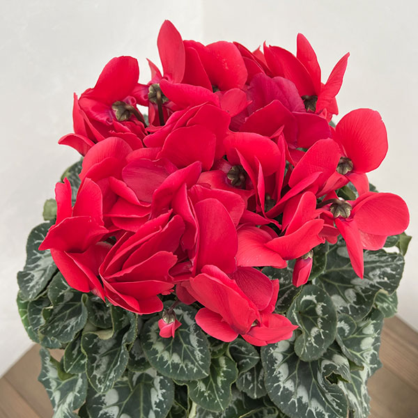 25-08：シクラメン：ヨハンシュトラウス5号鉢植え・佐藤壮真氏