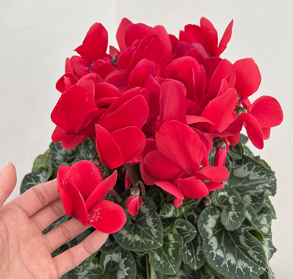 25-08：シクラメン：ヨハンシュトラウス5号鉢植え・佐藤壮真氏