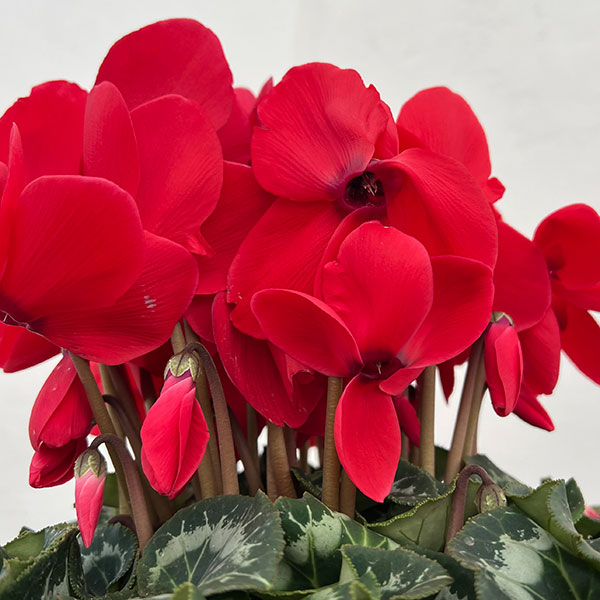 25-08：シクラメン：ヨハンシュトラウス5号鉢植え・佐藤壮真氏