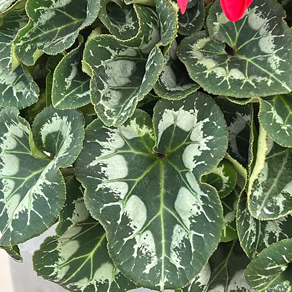 25-08：シクラメン：ヨハンシュトラウス5号鉢植え・佐藤壮真氏