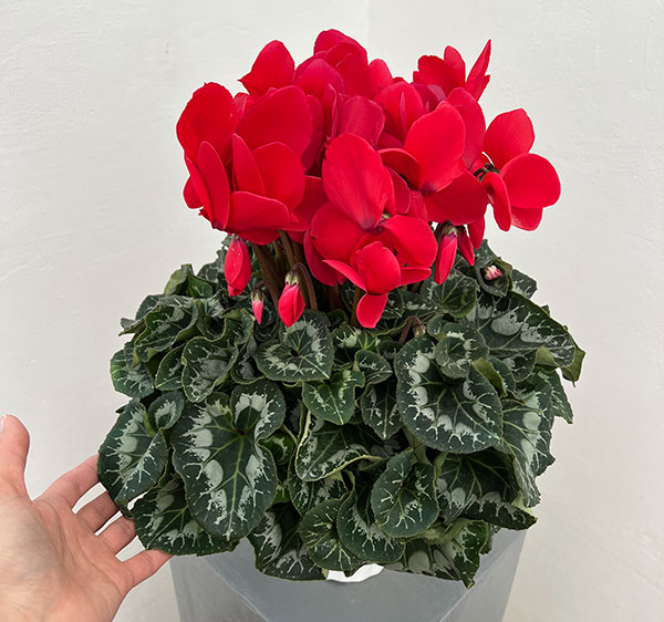 25-08：シクラメン：ヨハンシュトラウス5号鉢植え・佐藤壮真氏