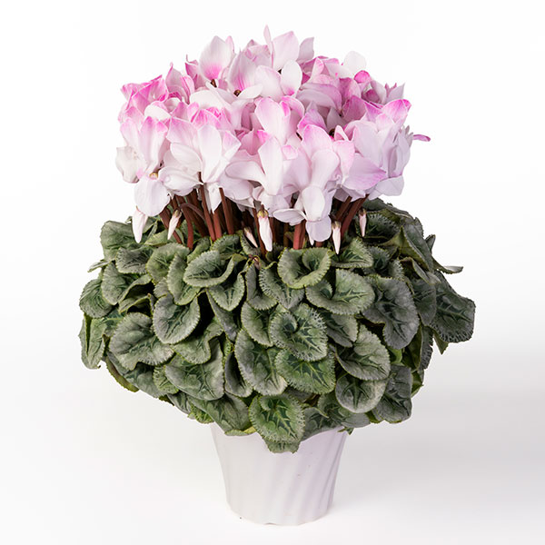 25-09：シクラメン：ピアス5号鉢植え・佐藤壮真氏