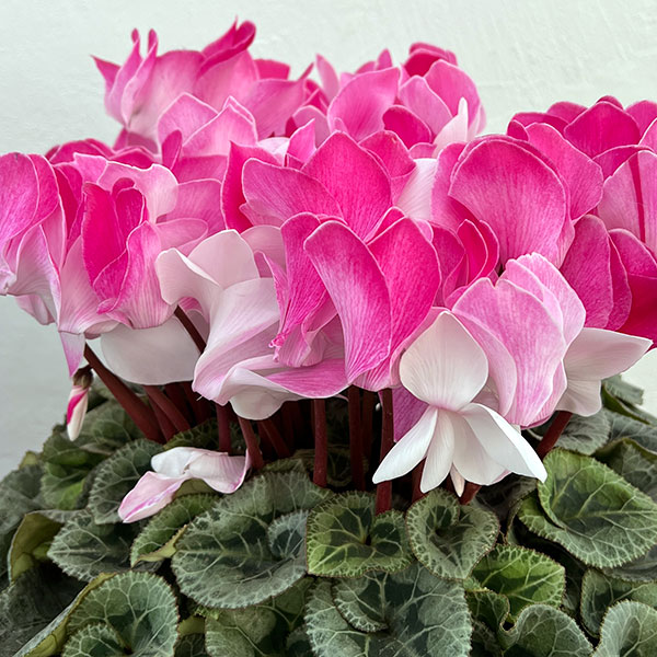 25-09：シクラメン：ピアス5号鉢植え・佐藤壮真氏