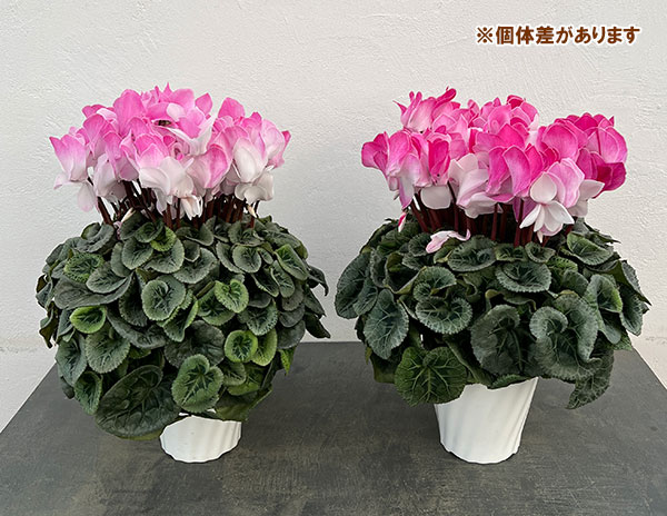 25-09：シクラメン：ピアス5号鉢植え・佐藤壮真氏