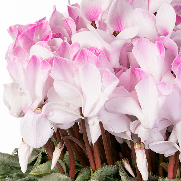 25-09：シクラメン：ピアス5号鉢植え・佐藤壮真氏