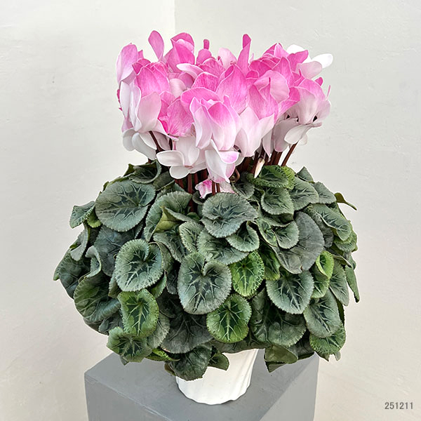 25-09：シクラメン：ピアス5号鉢植え・佐藤壮真氏