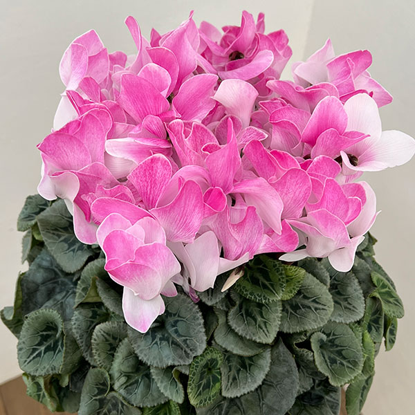 25-09：シクラメン：ピアス5号鉢植え・佐藤壮真氏