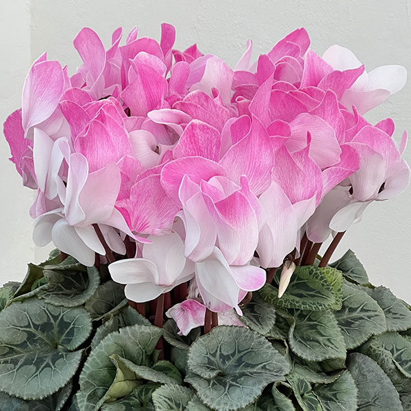 25-09：シクラメン：ピアス5号鉢植え・佐藤壮真氏