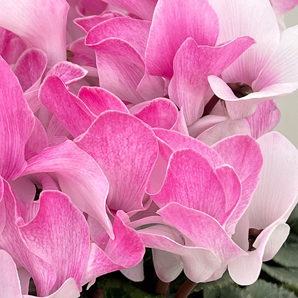 25-09：シクラメン：ピアス5号鉢植え・佐藤壮真氏