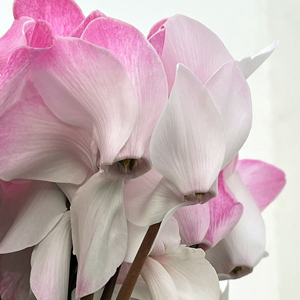 25-09：シクラメン：ピアス5号鉢植え・佐藤壮真氏