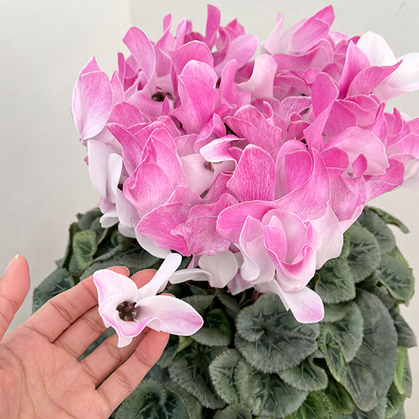 25-09：シクラメン：ピアス5号鉢植え・佐藤壮真氏