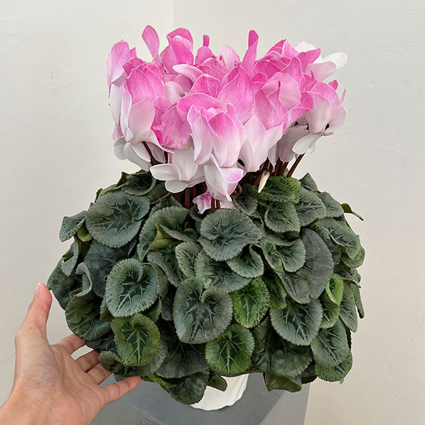 25-09：シクラメン：ピアス5号鉢植え・佐藤壮真氏