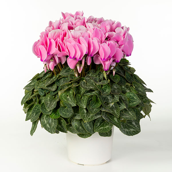 25-10：シクラメン：シューベルト6号鉢植え・石川英司氏