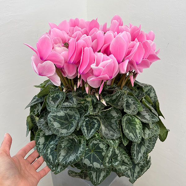 25-10：シクラメン：シューベルト6号鉢植え・石川英司氏