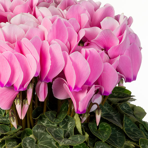 25-10：シクラメン：シューベルト6号鉢植え・石川英司氏