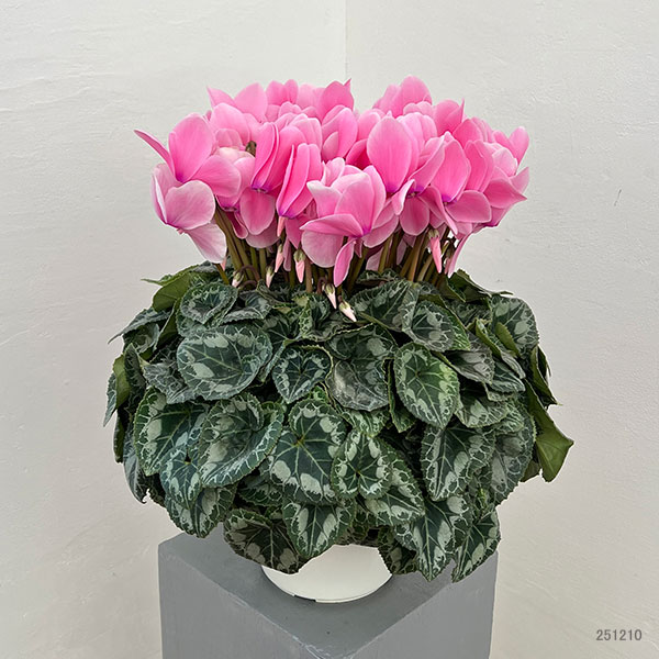 25-10：シクラメン：シューベルト6号鉢植え・石川英司氏