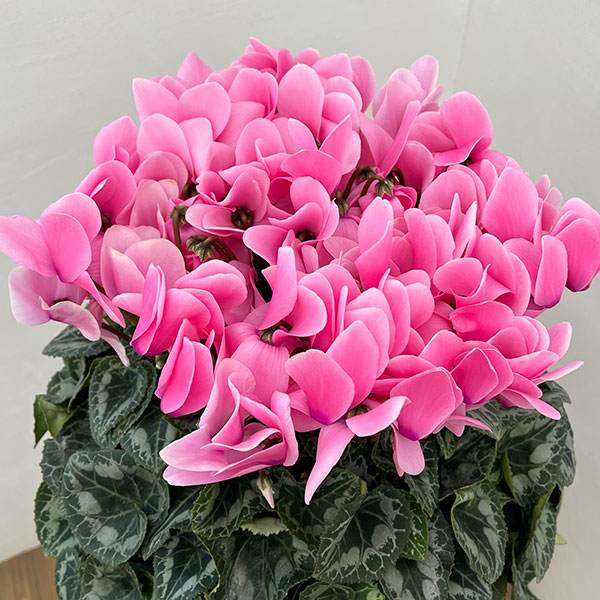 25-10：シクラメン：シューベルト6号鉢植え・石川英司氏