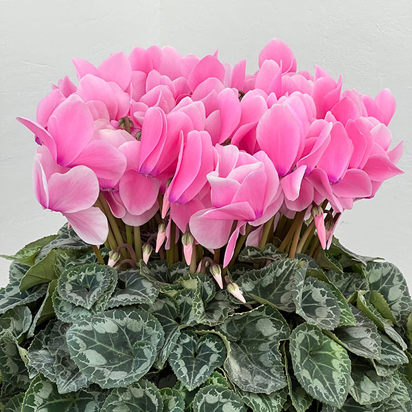 25-10：シクラメン：シューベルト6号鉢植え・石川英司氏