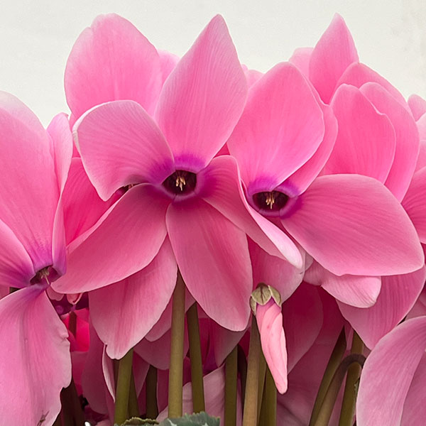 25-10：シクラメン：シューベルト6号鉢植え・石川英司氏