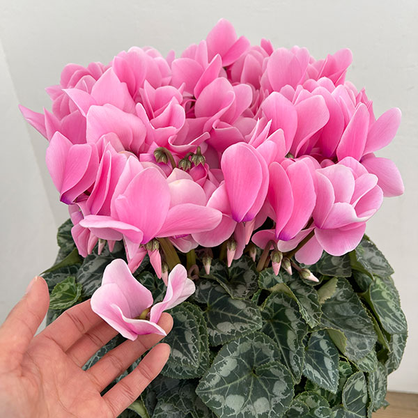 25-10：シクラメン：シューベルト6号鉢植え・石川英司氏