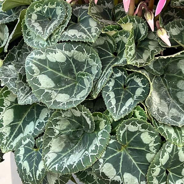 25-10：シクラメン：シューベルト6号鉢植え・石川英司氏