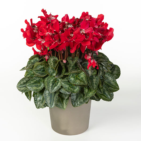 25-11:シクラメン:スーパージックスレッド4号鉢植え・保坂親司氏