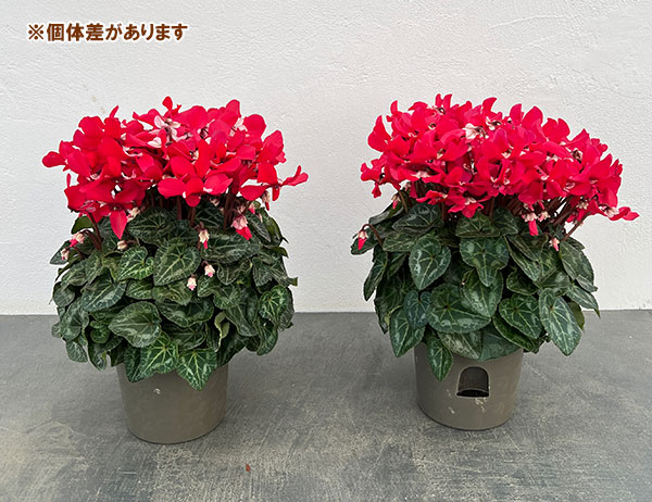 25-11:シクラメン:スーパージックスレッド4号鉢植え・保坂親司氏