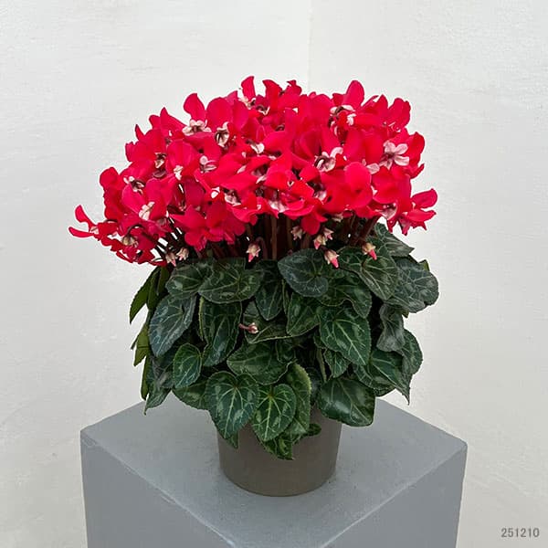 25-11:シクラメン:スーパージックスレッド4号鉢植え・保坂親司氏