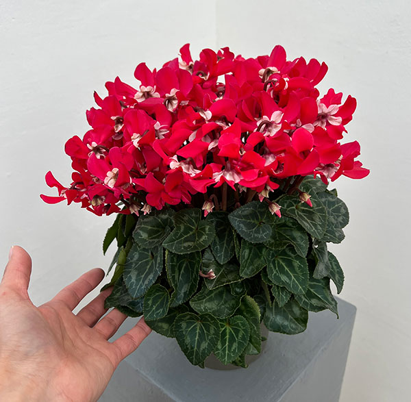 25-11:シクラメン:スーパージックスレッド4号鉢植え・保坂親司氏