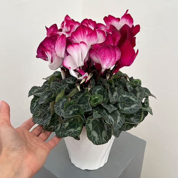 25-12:シクラメン:インディアカ マゼンタ5号鉢植え・矢澤清三氏